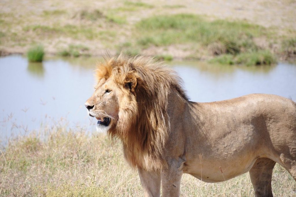 Fauna de África: animales salvajes sorprendentes y dónde verlos