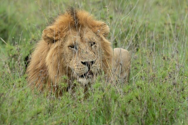 Safari por Kenia – 9 días