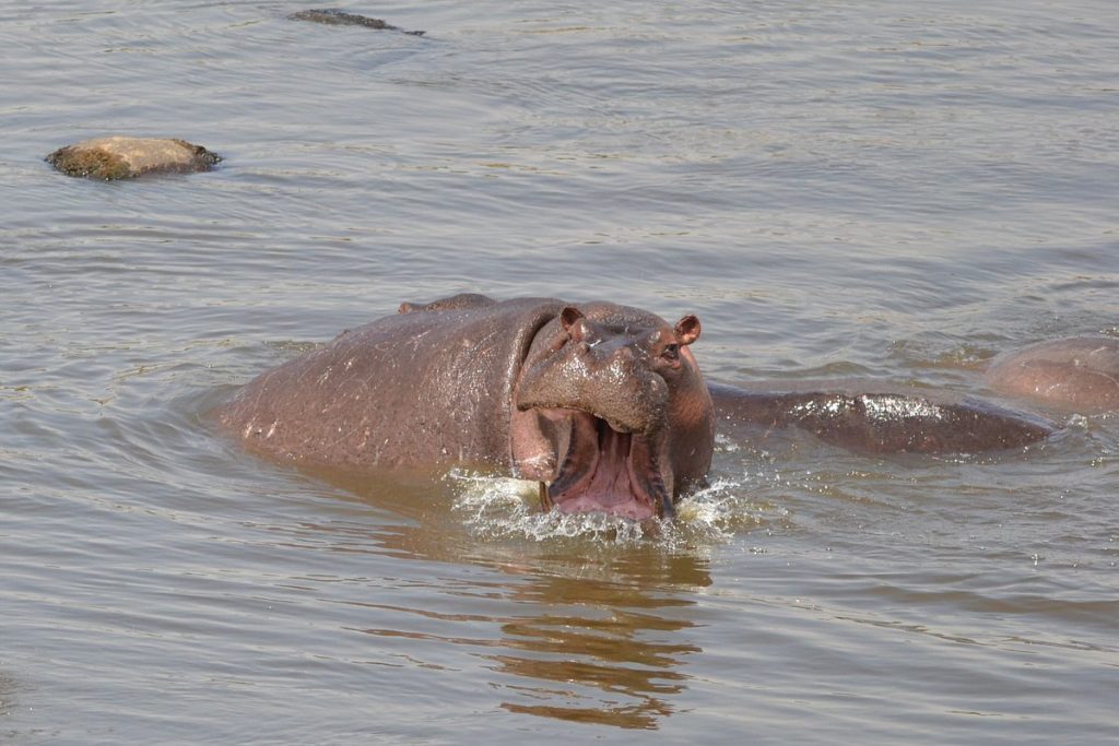 Selous, una de las mayores reservas de fauna del mundo