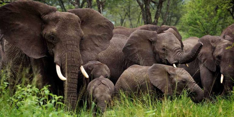 Viaje a Tanzania. Guia de viajes a Tanzania y Recomendaciones