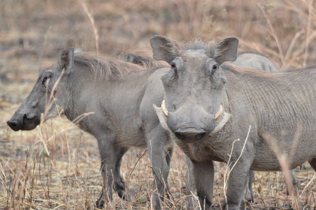 Parque Nacional de Serengeti