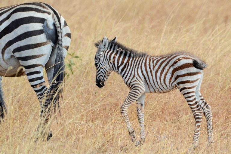 Kenia en Profundidad – 12 días