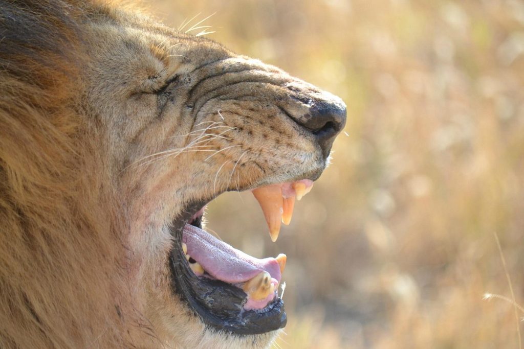 Masái Mara: un safari de ensueño en Kenia