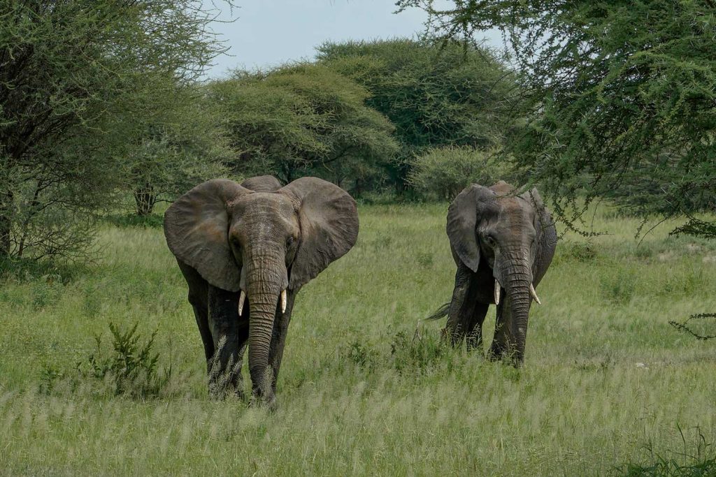Safari Trecking et Culture 9 jours / 8 nuits