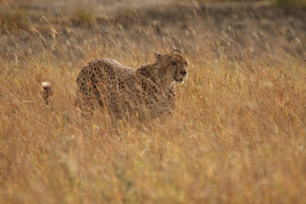 Safari en Petit Groupe – Dates & Tarifs Fixes – 7 Jours