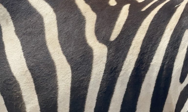 Randonnée avec les Massaïs, 4 jours