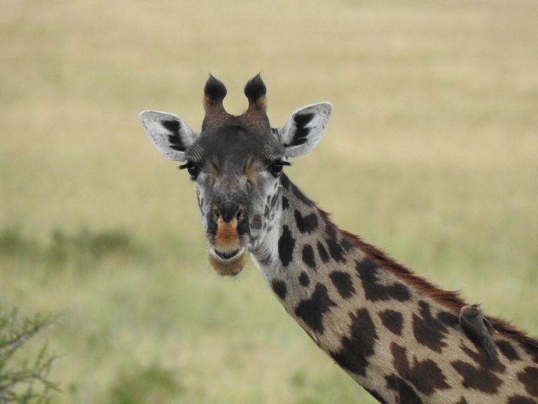 Kenya méconnu, en famille, 8 Jours