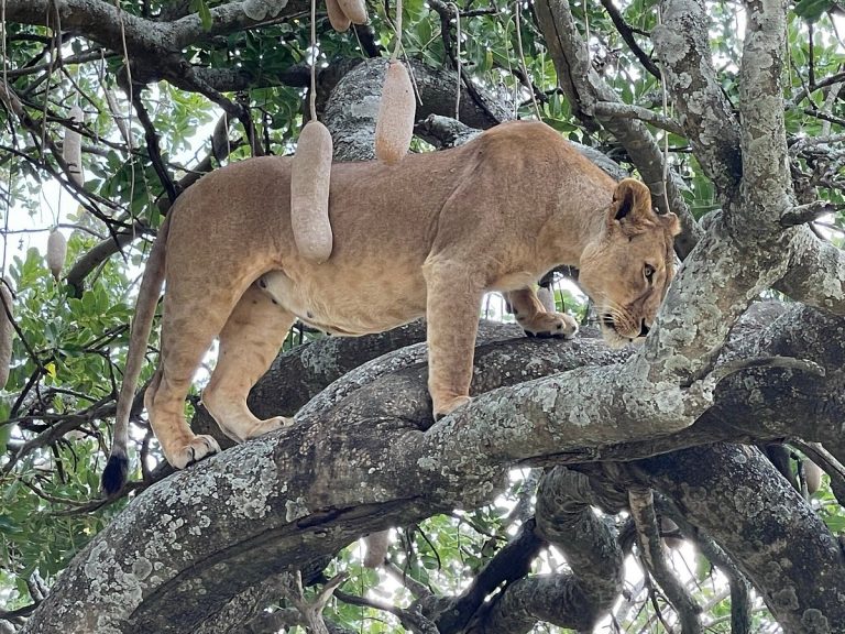 Majestueux Tanganyika, 7 Jours