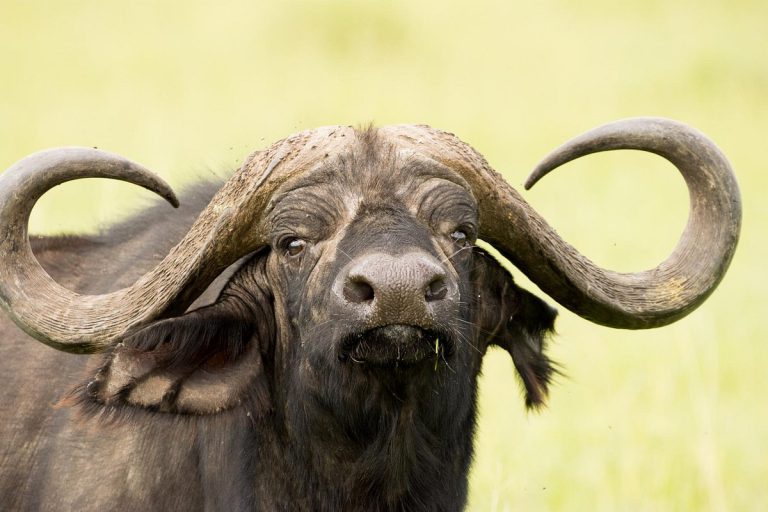Parc National D'arusha