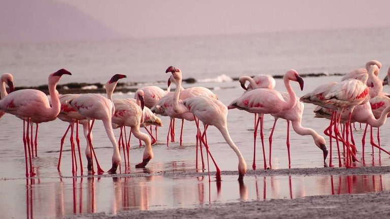 Le pays des ailes pourpres
