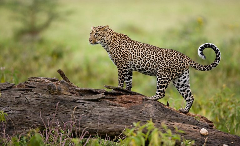 Mini Safari en Camping Privatif Nord + Séjour Zanzibar 11Jours/10nuits