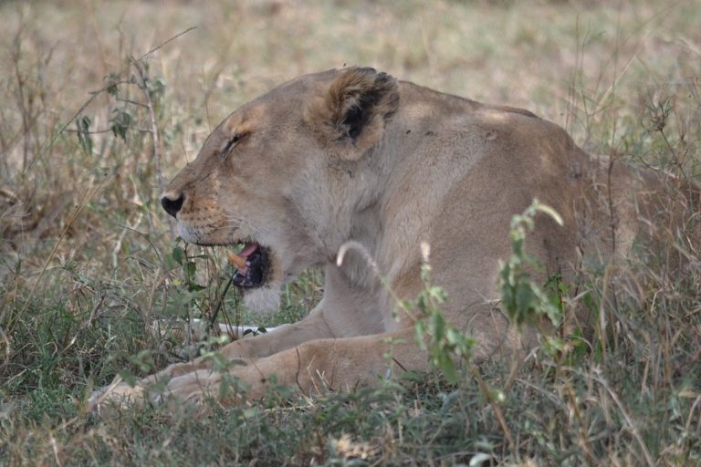 Le charme des safaris d’autrefois