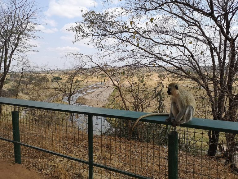 Parc National De Tarangire