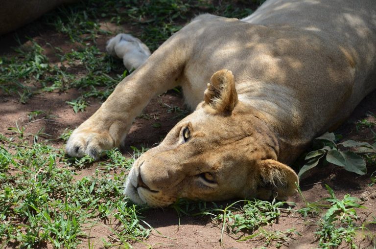 Du Tarangire au Serengeti, 9 Jours