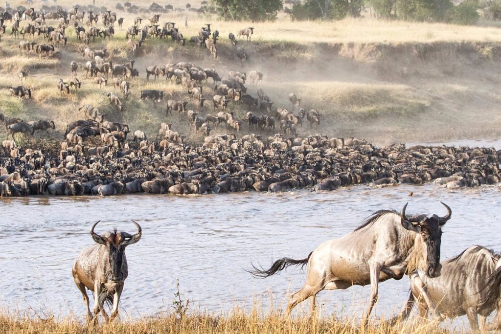 Reserve Du Serengeti