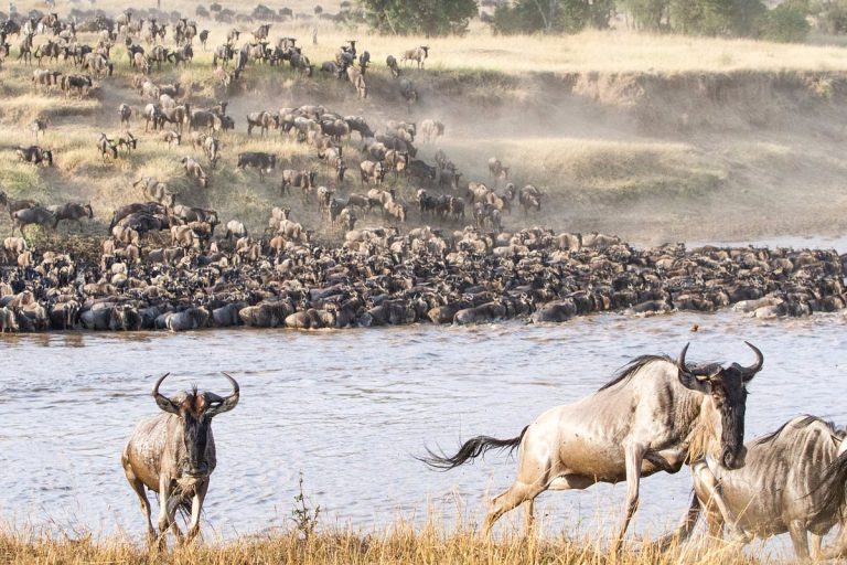 Reserve Du Serengeti