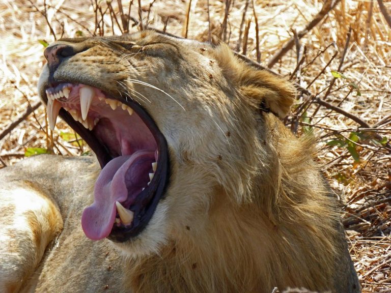 Le must Kenya Tanzanie, 11 Jours