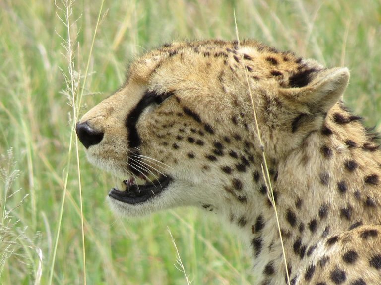 Spécial Serengeti,10 Jours
