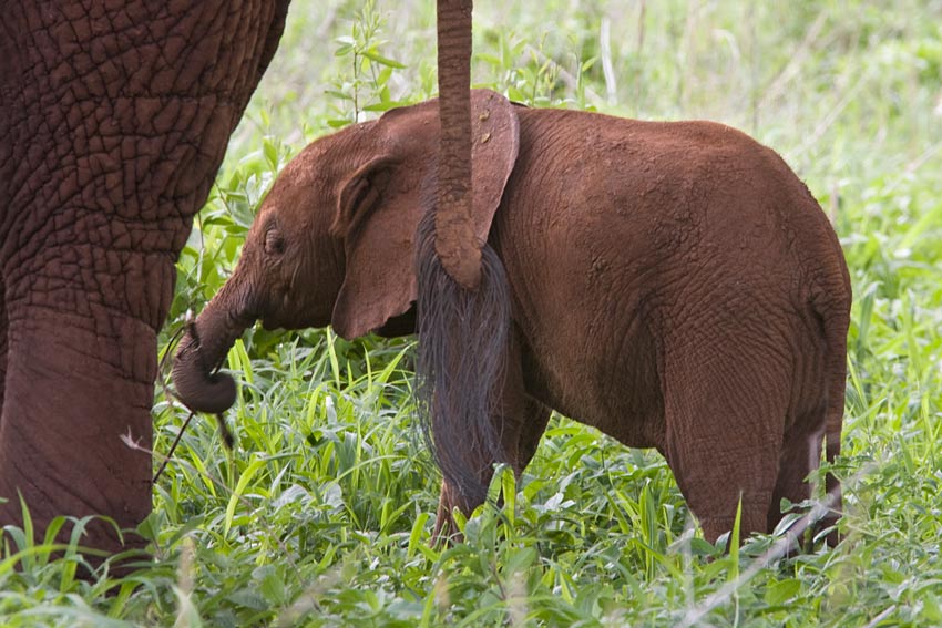 Tarangire National Park