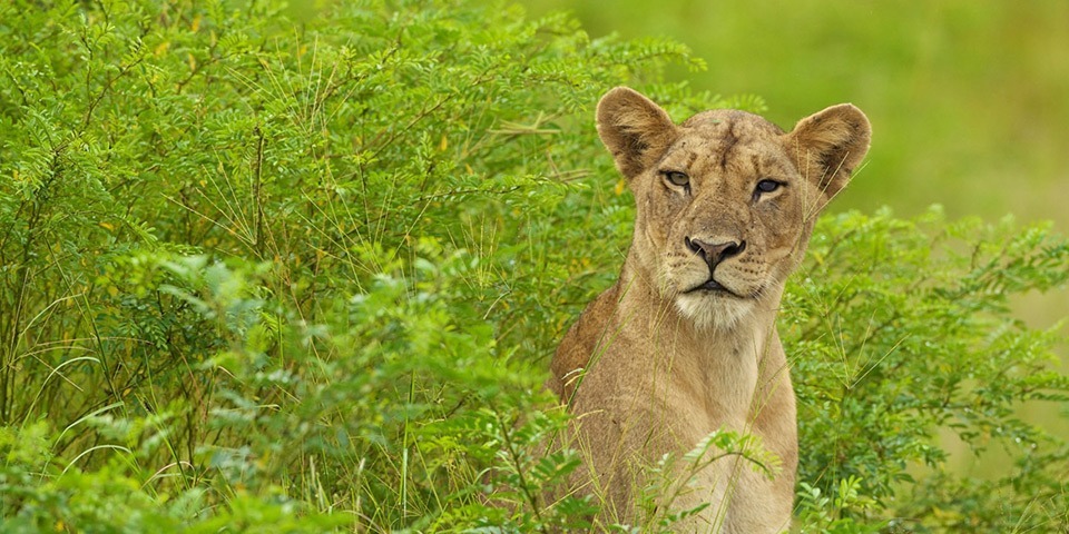 Feedback and Comments From our Guests About their African Safari