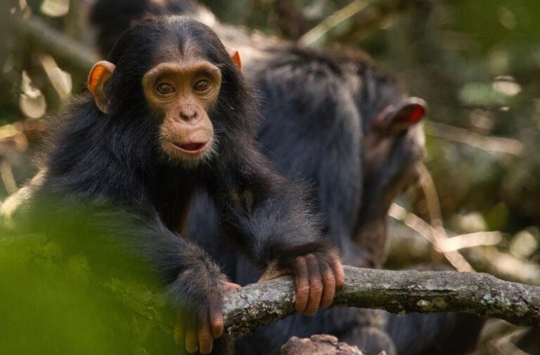 Chimpanzee Safaris