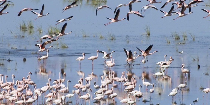 Tanzania Under Canvas Northern Parks