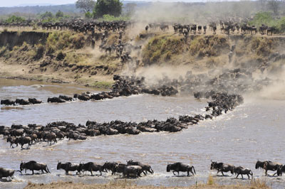 Follow the Wildebeest Migration in July-August
