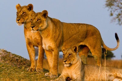 6 Days Camping Tanzania Safari
