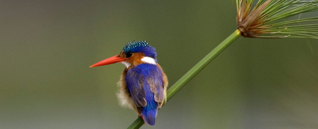 Tanzania Tailor-Made Safaris