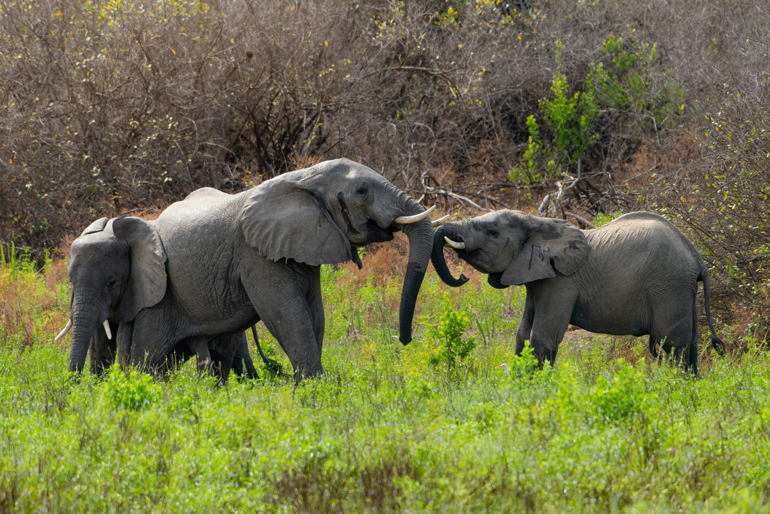 Nyerere National Park
