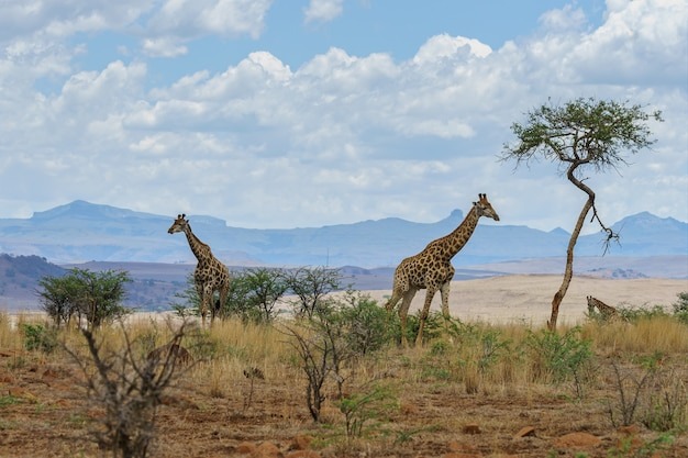 Nyerere National Park