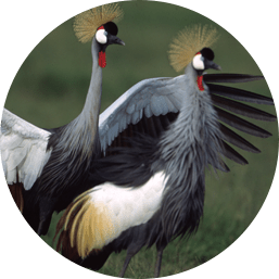 Birding Safaris in East Africa