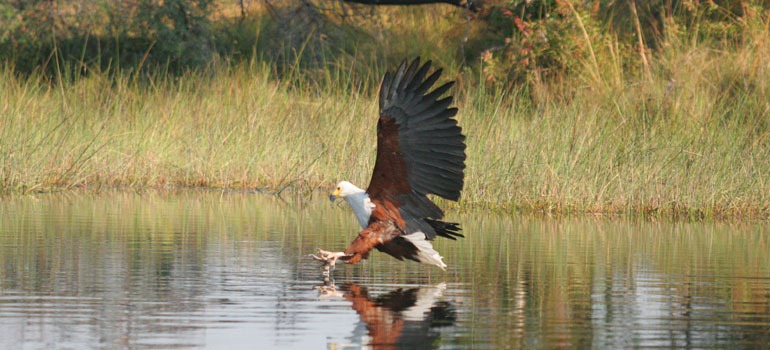 Birding Safaris in East Africa