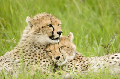 10 Days Out of Africa Safari