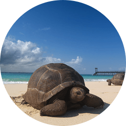 Zanzibar Island for a Unique Beach Experience