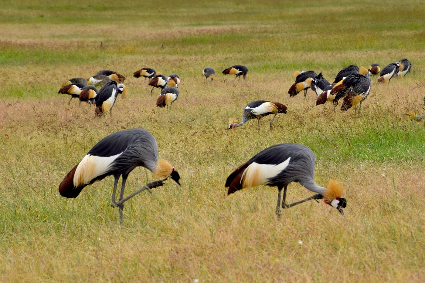 Ngorongoro Crater and Lake Manyara 3 Days