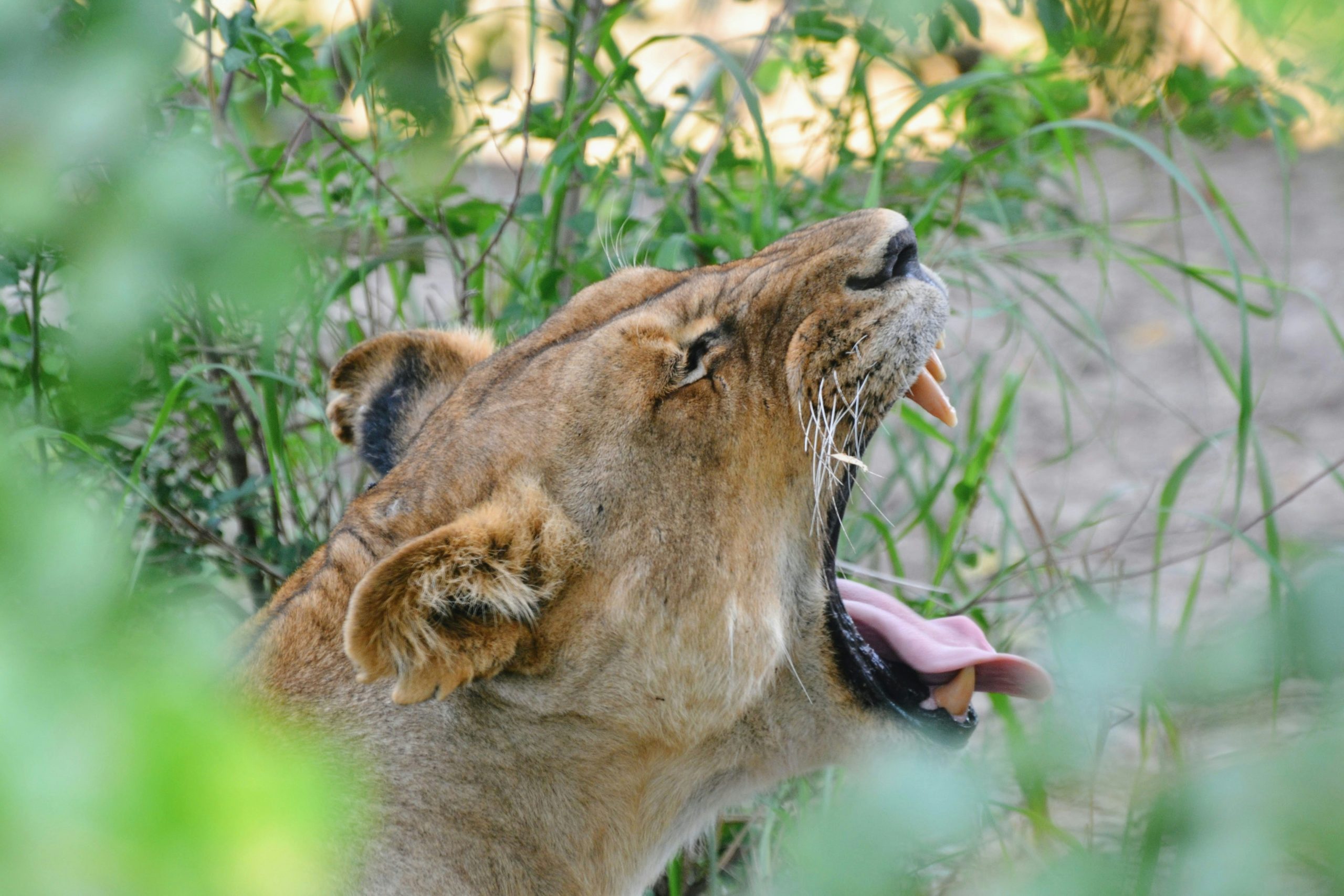Easter Special Safari