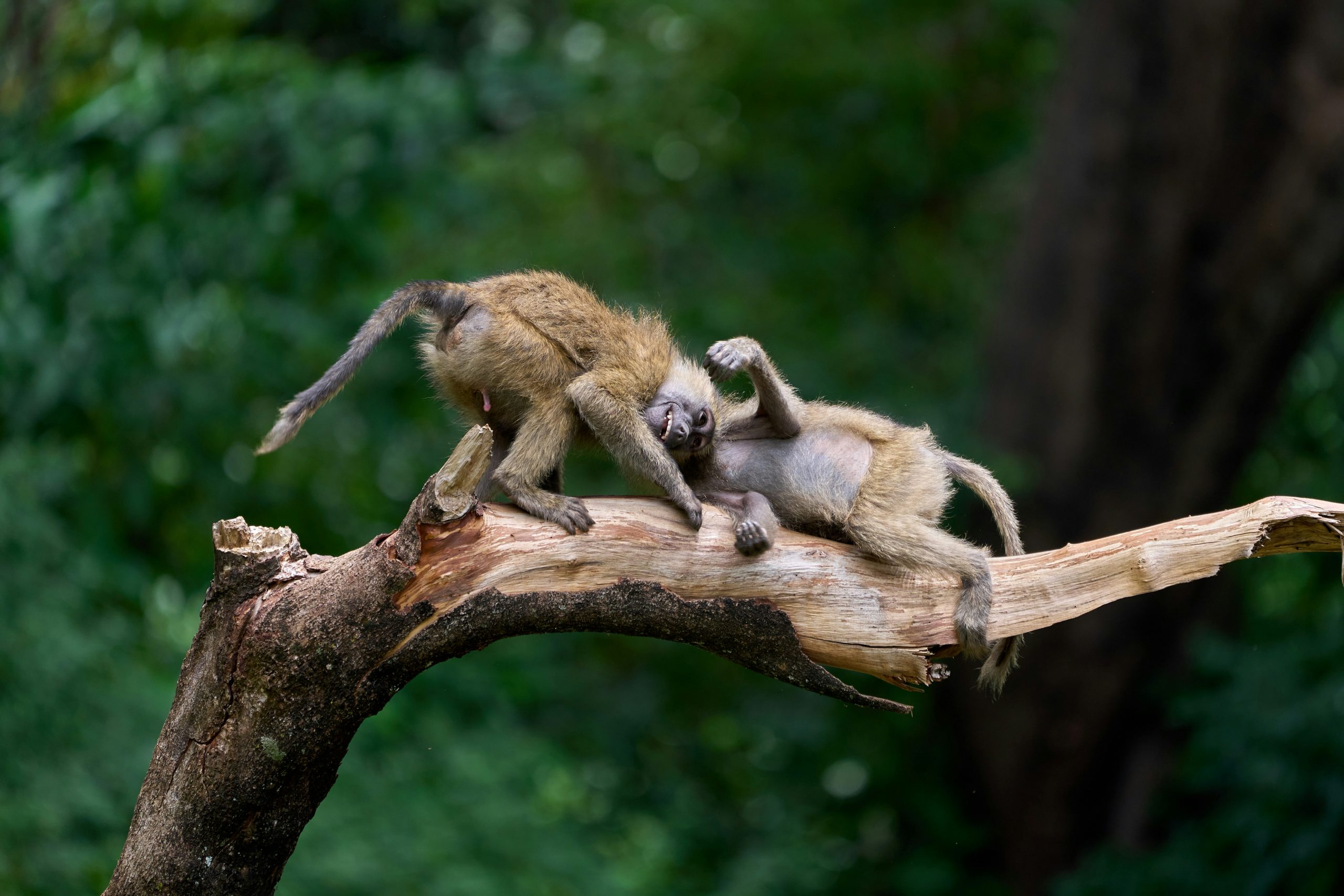 11 Days Honeymoon Safari & Zanzibar