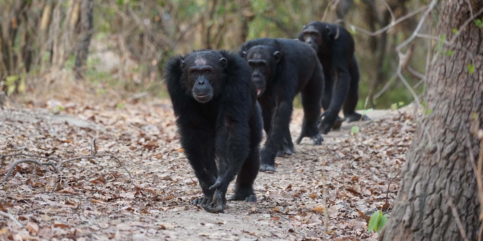 Chimpanzee Safaris: Guide to Chimp Trekking