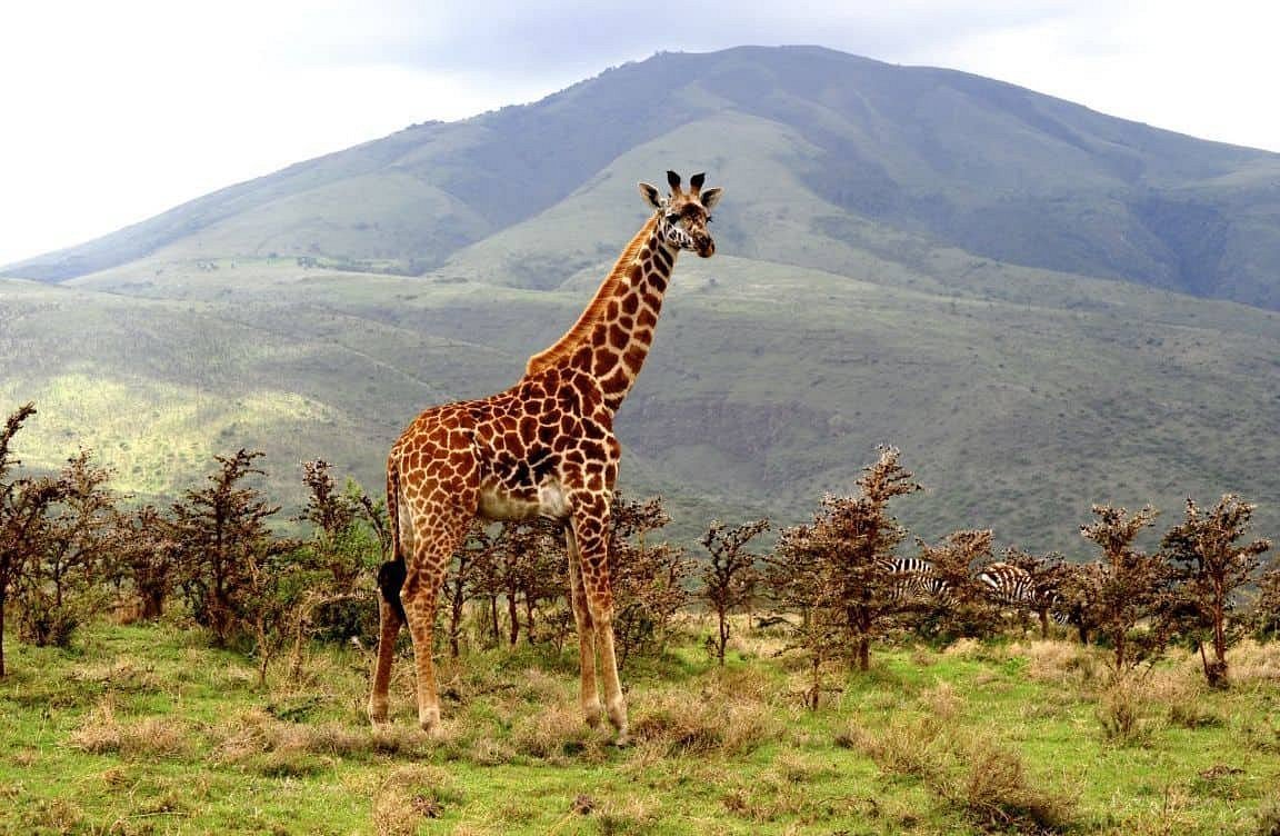 8 Days Tanzania Zebra Safari