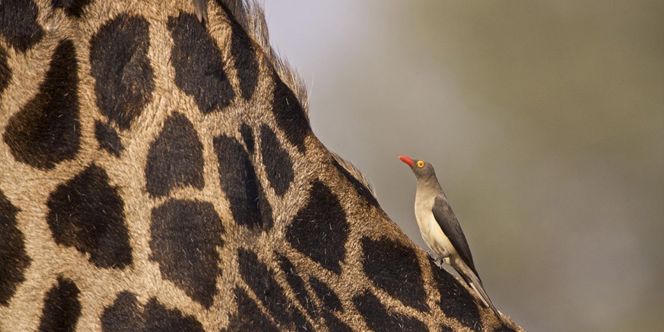 Complete Guide To Planning Your Trip To Tanzania
