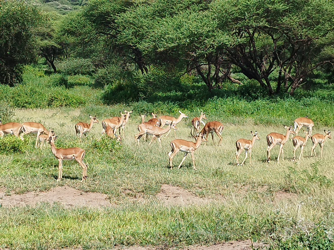 Travel the Green Tanzania