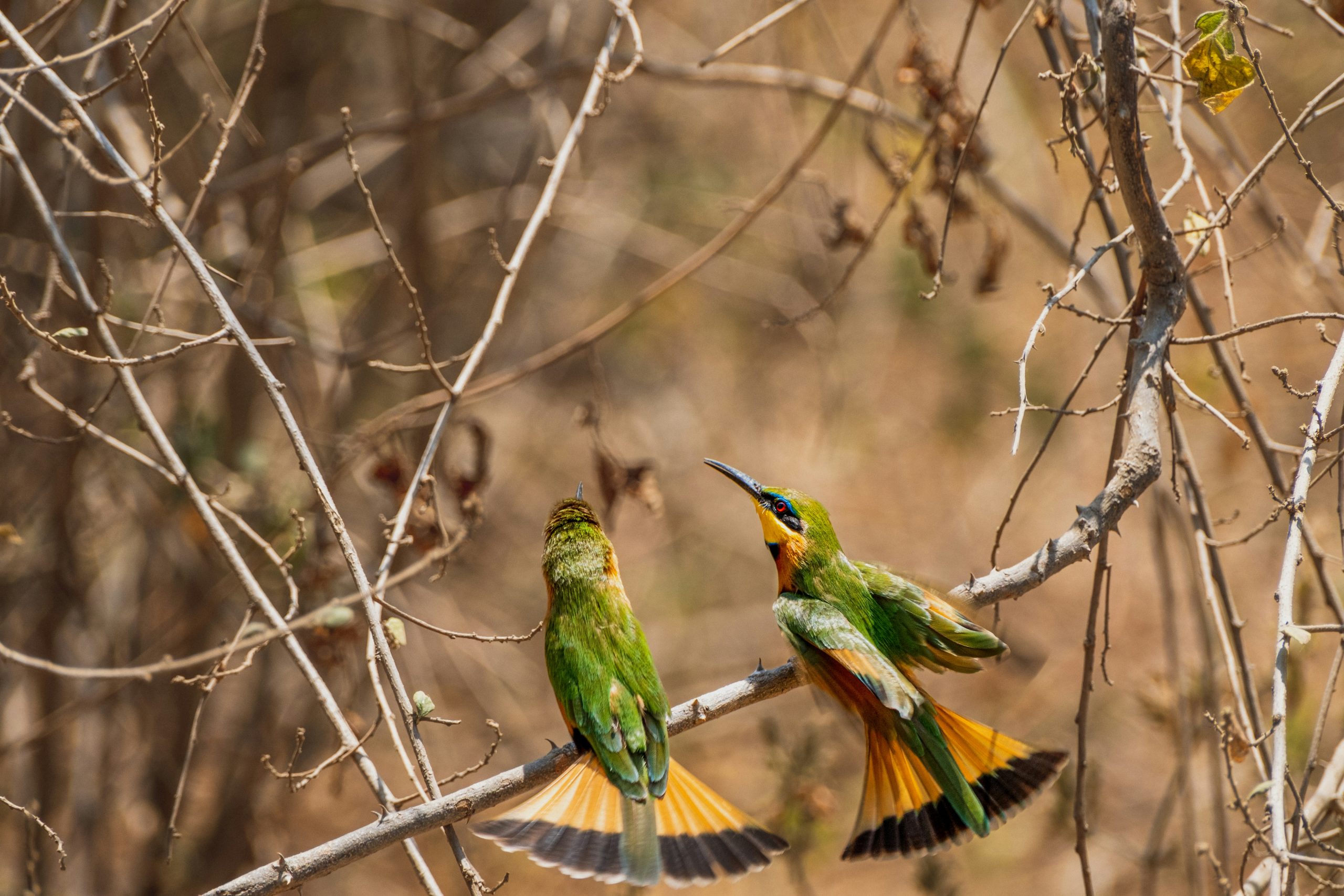 3 Days Tanzania Lodge Safari