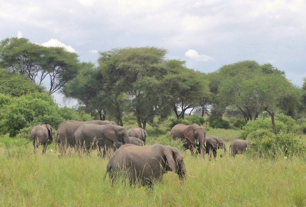 Terms and Conditions Applicable for all Bookings. www.safariasap.com is operated and maintained by Safari ASAP Ltd.
