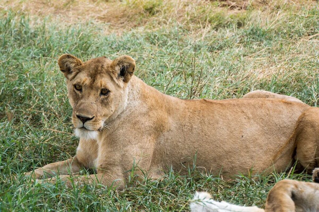 The Top 4 Safari National Parks in Tanzania