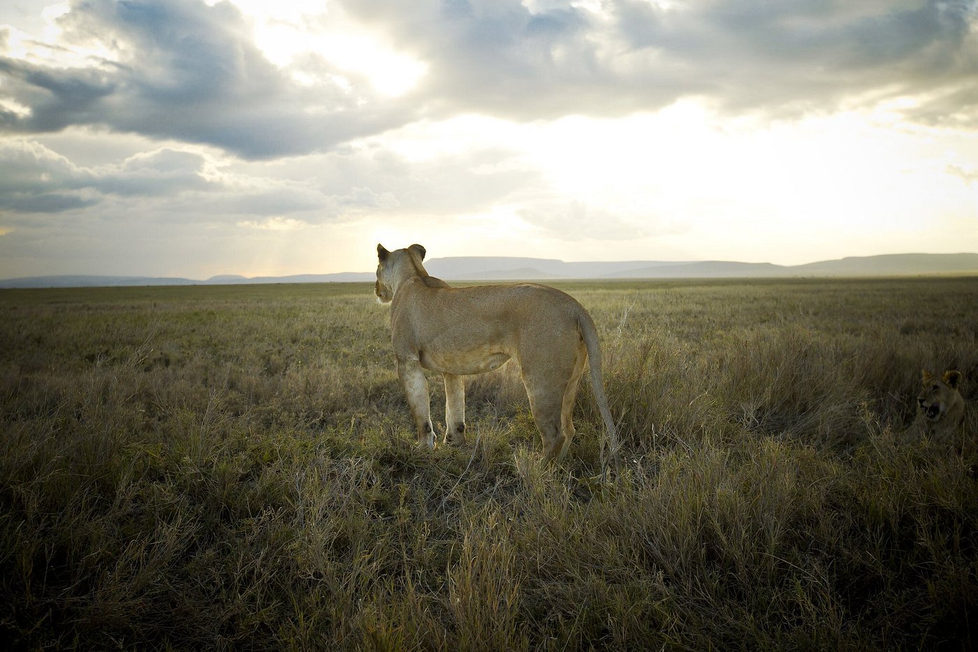 6 Days Camping Tanzania Safari