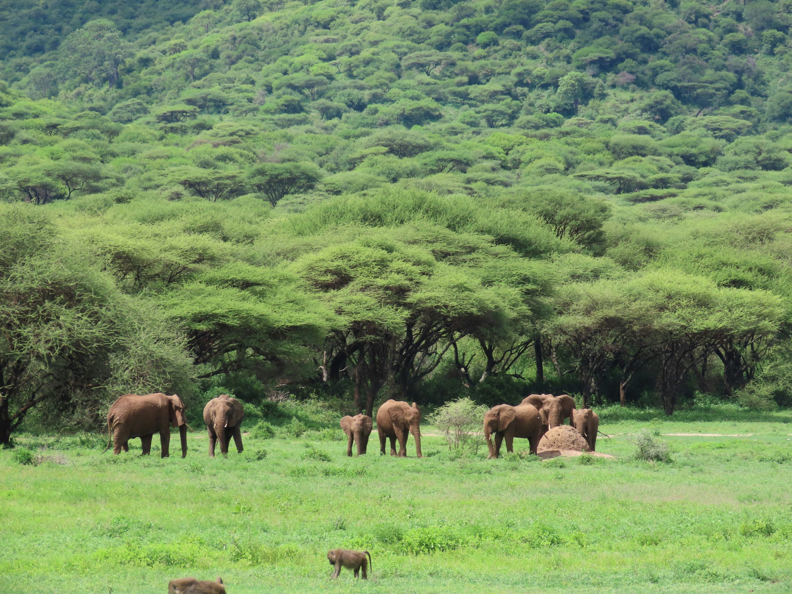 12 Days Family Special Safari