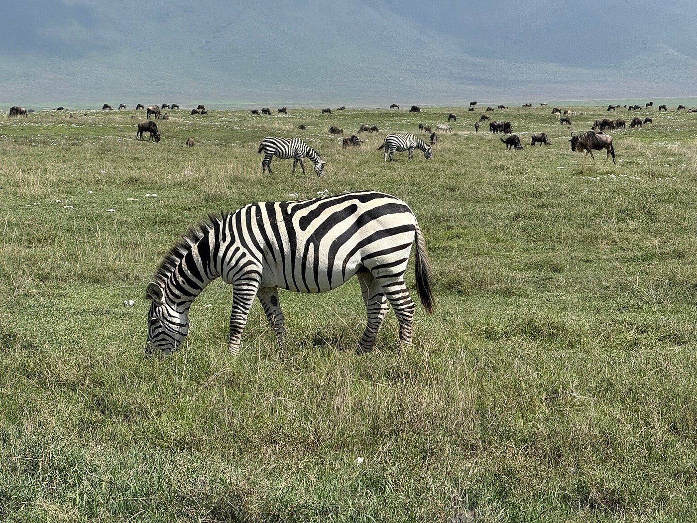 Tanzania Tailor-Made Safaris: Embark on a Journey of a Lifetime