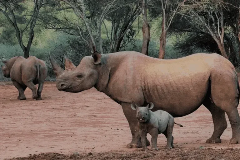 Mkomazi National Park