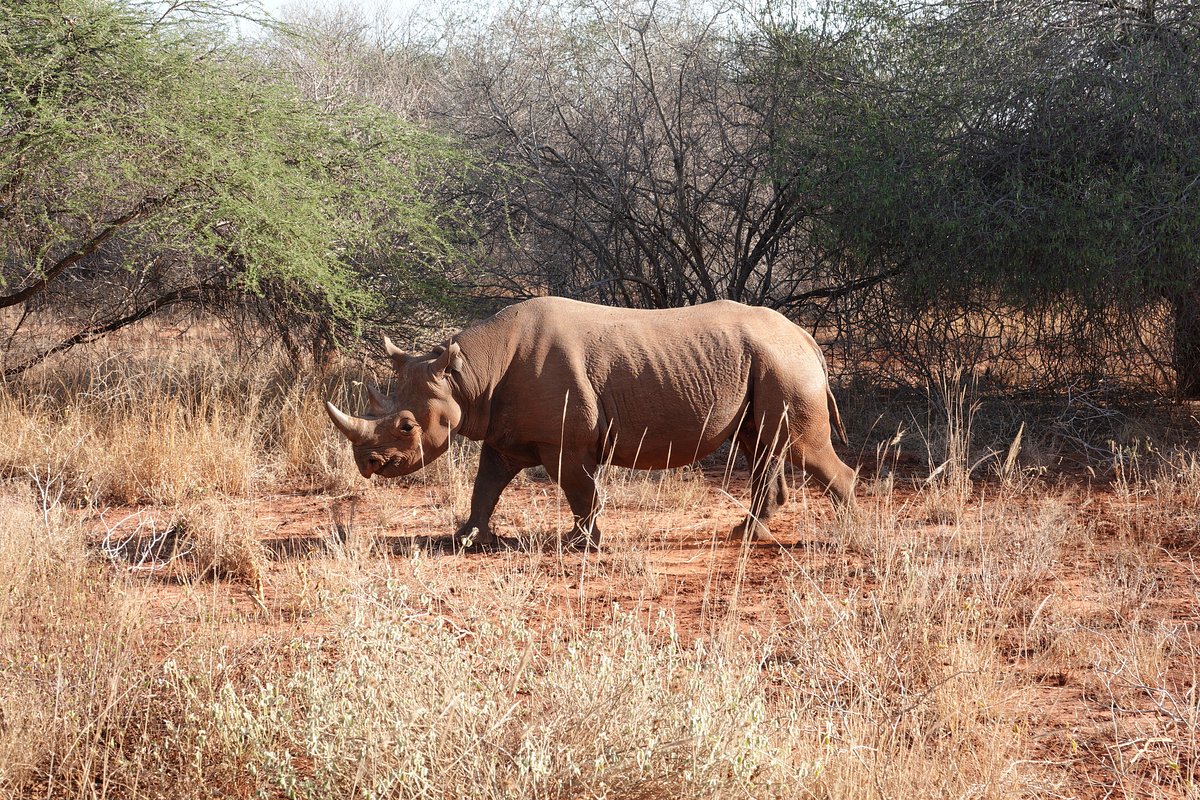 mkomazi-national-park